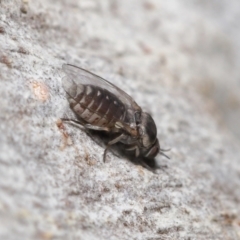 Ceratopogonidae (family) at Acton, ACT - 10 Jun 2021 11:52 AM