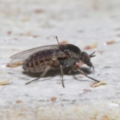 Ceratopogonidae (family) at Acton, ACT - 10 Jun 2021 11:52 AM