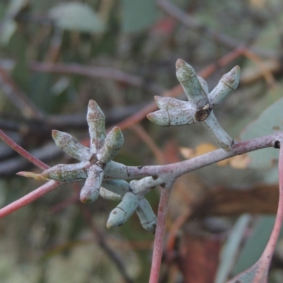 Eucalyptus nortonii (Large-flowered Bundy) at Conder, ACT - 30 Mar 2021 by michaelb