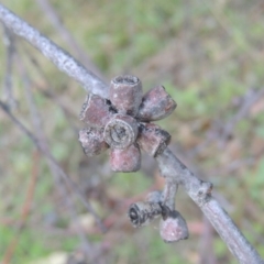 Eucalyptus nortonii at Conder, ACT - 30 Mar 2021