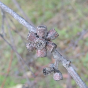 Eucalyptus nortonii at Conder, ACT - 30 Mar 2021