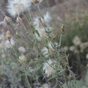 Vittadinia cuneata var. cuneata at Conder, ACT - 30 Mar 2021