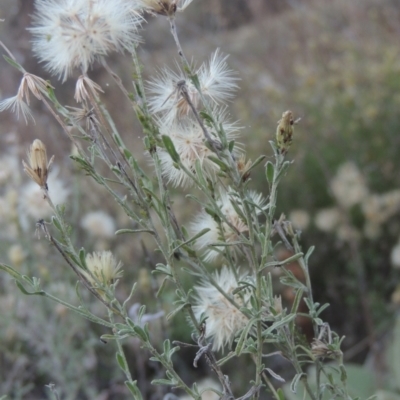 Vittadinia cuneata var. cuneata (Fuzzy New Holland Daisy) at Rob Roy Range - 30 Mar 2021 by MichaelBedingfield