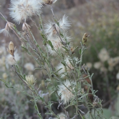 Vittadinia cuneata var. cuneata (Fuzzy New Holland Daisy) at Conder, ACT - 30 Mar 2021 by MichaelBedingfield