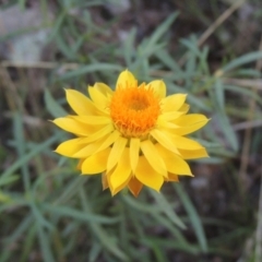 Xerochrysum viscosum (Sticky Everlasting) at Conder, ACT - 30 Mar 2021 by MichaelBedingfield