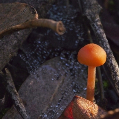 Unidentified Fungus at Acton, ACT - 21 May 2021 by BarrieR