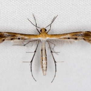 Megalorhipida leucodactyla at Melba, ACT - 19 Oct 2020