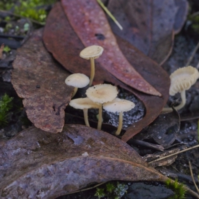 Unidentified Fungus at ANBG South Annex - 21 May 2021 by BarrieR