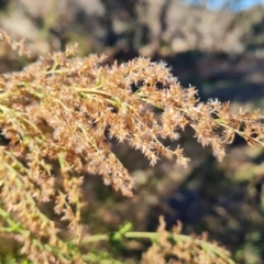 Cassinia sifton (Sifton Bush, Chinese Shrub) at Jerrabomberra, ACT - 6 Jun 2021 by Mike