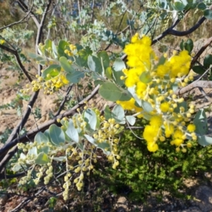 Acacia podalyriifolia at Isaacs, ACT - 30 May 2021