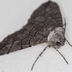 Dysbatus undescribed species at Melba, ACT - 18 Oct 2020