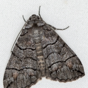 Dysbatus undescribed species at Melba, ACT - 18 Oct 2020