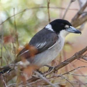 Cracticus torquatus at Ainslie, ACT - 8 Jun 2021