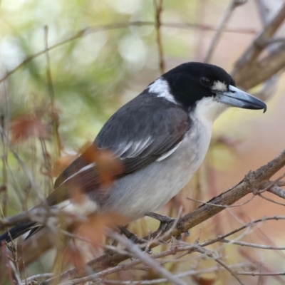 Cracticus torquatus (Grey Butcherbird) at Ainslie, ACT - 8 Jun 2021 by jbromilow50
