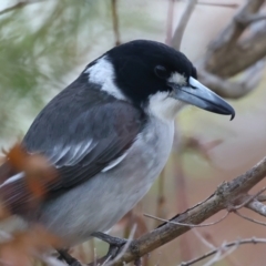 Cracticus torquatus at Ainslie, ACT - 8 Jun 2021