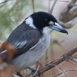 Cracticus torquatus at Ainslie, ACT - 8 Jun 2021