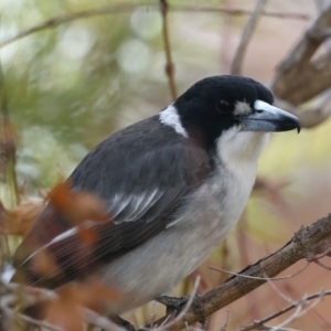 Cracticus torquatus at Ainslie, ACT - 8 Jun 2021