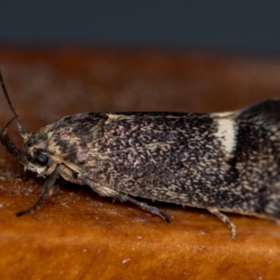 Leistomorpha brontoscopa (A concealer moth) at Melba, ACT - 15 Oct 2020 by Bron
