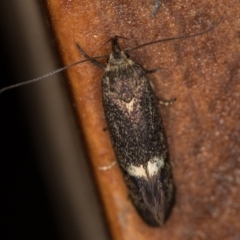 Leistomorpha brontoscopa at Melba, ACT - 16 Oct 2020