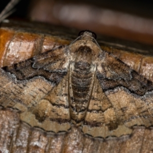 Aporoctena undescribed species at Melba, ACT - 16 Oct 2020