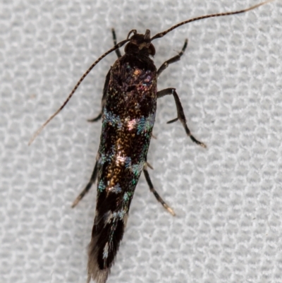 Stagmatophora argyrostrepta (A cosmet moth) at Melba, ACT - 15 Oct 2020 by Bron