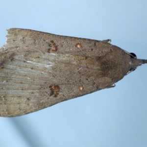 Rhapsa suscitatalis at Ainslie, ACT - 6 Jun 2021