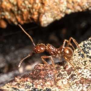 Aphaenogaster longiceps at Downer, ACT - 11 Jun 2021 11:40 AM