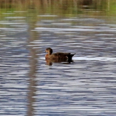 Anas castanea (Chestnut Teal) at Fyshwick, ACT - 11 Jun 2021 by RodDeb