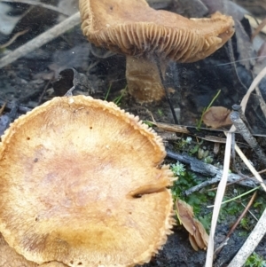 zz agaric (stem; gills not white/cream) at Cook, ACT - 14 May 2021 09:06 AM