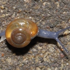 Oxychilus alliarius (Garlic Snail) at ANBG - 11 Jun 2021 by TimL
