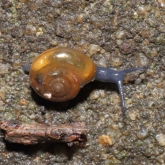 Oxychilus alliarius (Garlic Snail) at ANBG - 11 Jun 2021 by TimL