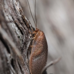 Psychobiella sp. (genus) (Brown Lacewing) at Downer, ACT - 11 Jun 2021 by TimL