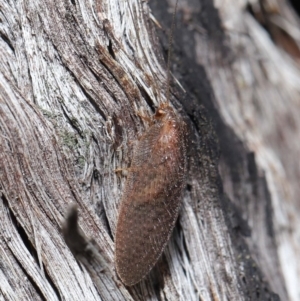 Psychobiella sp. (genus) at Downer, ACT - 11 Jun 2021