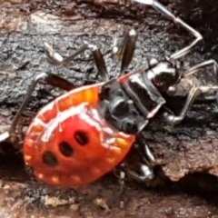 Dindymus versicolor (Harlequin Bug) at Denman Prospect, ACT - 12 Jun 2021 by trevorpreston