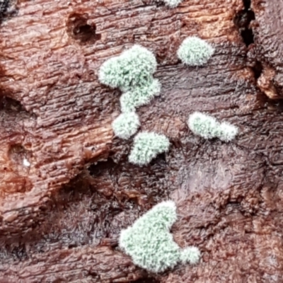 Trichoderma 'green fluffy' at Denman Prospect, ACT - 12 Jun 2021 by tpreston