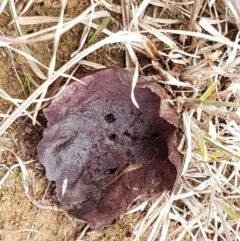 Calvatia cyathiformis at Denman Prospect, ACT - 12 Jun 2021 by trevorpreston