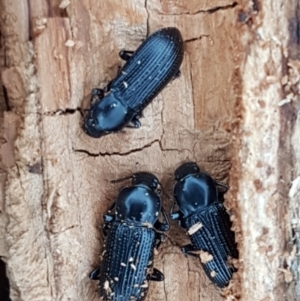 Zophophilus sp. (genus) at Molonglo River Reserve - 12 Jun 2021