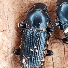 Zophophilus sp. (genus) at Molonglo River Reserve - 12 Jun 2021