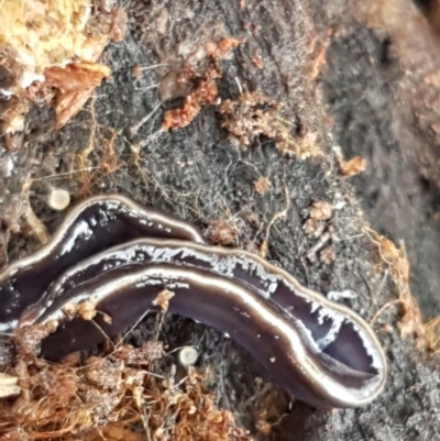 Caenoplana coerulea (Blue Planarian, Blue Garden Flatworm) at Denman Prospect, ACT - 12 Jun 2021 by trevorpreston