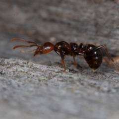 Papyrius sp (undescribed) (Hairy Coconut Ant) at Paddys River, ACT - 12 Jun 2021 by rawshorty