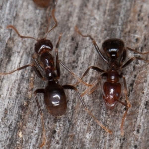 Papyrius sp (undescribed) at Paddys River, ACT - 12 Jun 2021