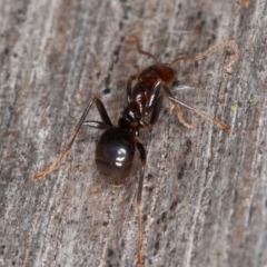 Papyrius sp (undescribed) at Paddys River, ACT - 12 Jun 2021