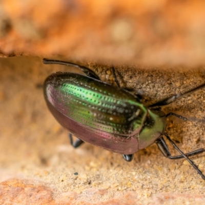 Chalcopteroides columbinus (Rainbow darkling beetle) at Wanniassa, ACT - 12 Jun 2021 by sciencegal