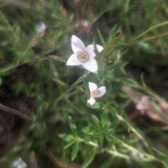 Boronia nana var. hyssopifolia at Lake George, NSW - suppressed