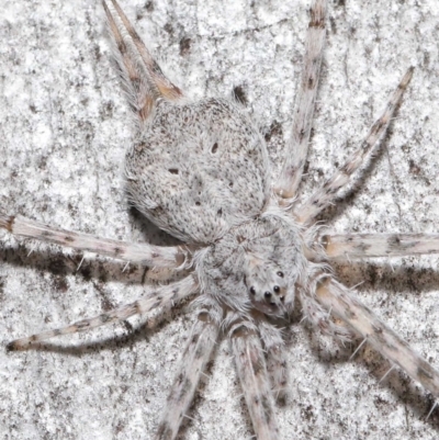 Tamopsis sp. (genus) (Two-tailed spider) at ANBG - 11 Jun 2021 by TimL