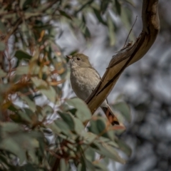 Pachycephala pectoralis (Golden Whistler) at Bango, NSW - 12 Jun 2021 by trevsci