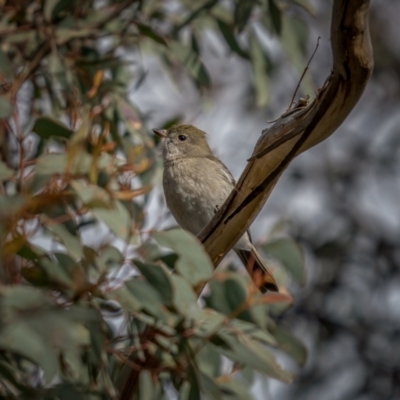 Pachycephala pectoralis (Golden Whistler) at Bango, NSW - 12 Jun 2021 by trevsci