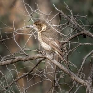 Cracticus torquatus at Bango, NSW - 12 Jun 2021