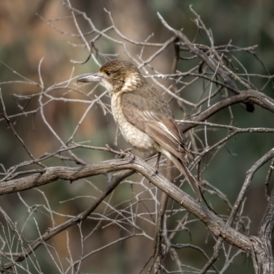 Cracticus torquatus (Grey Butcherbird) at Bango, NSW - 12 Jun 2021 by trevsci