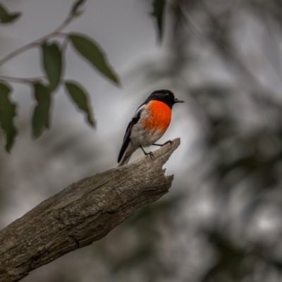 Petroica boodang (Scarlet Robin) at Bango, NSW - 12 Jun 2021 by trevsci